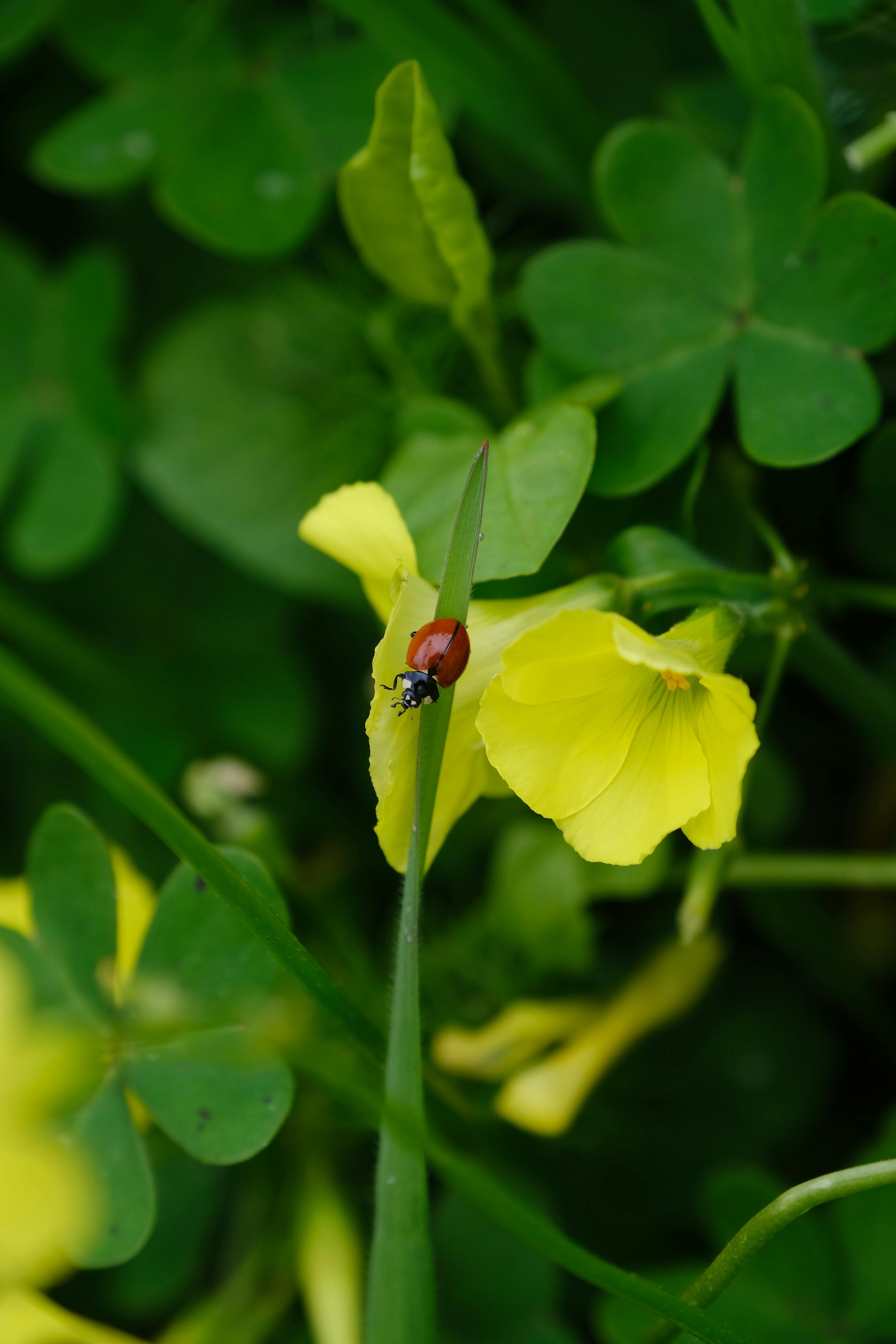 A photo of a ladybug on a grass stalk